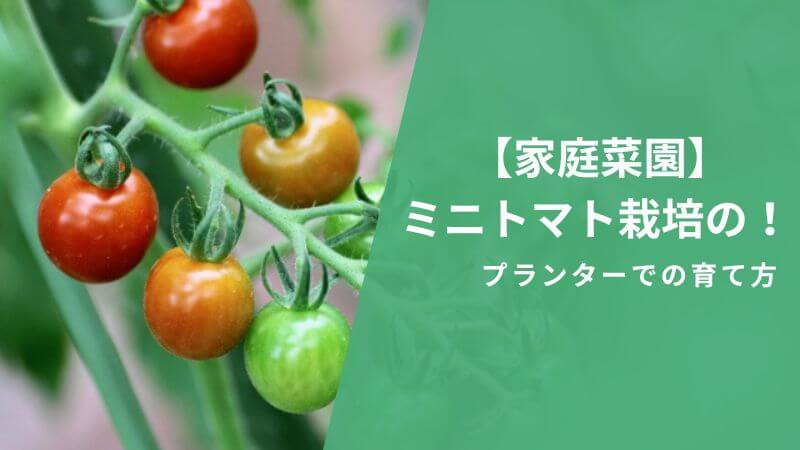 【家庭菜園】ミニトマト栽培の！プランターでの育て方