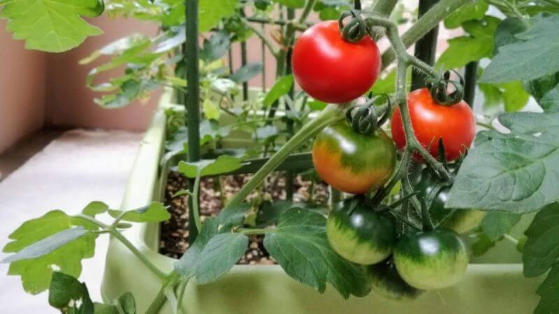 プランターでミニトマト栽培