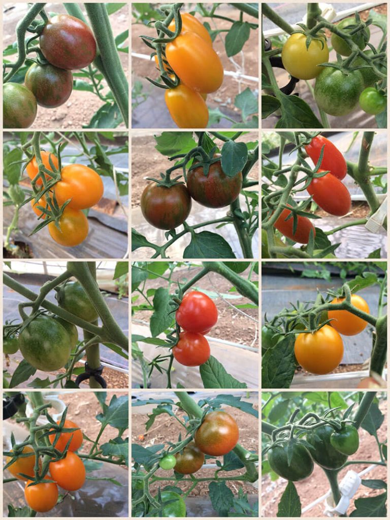 彩りトマト