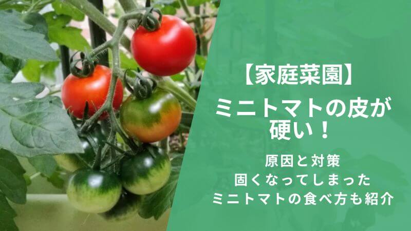 【家庭菜園】ミニトマトの皮が硬い！原因と対策・固くなってしまったミニトマトの食べ方も紹介