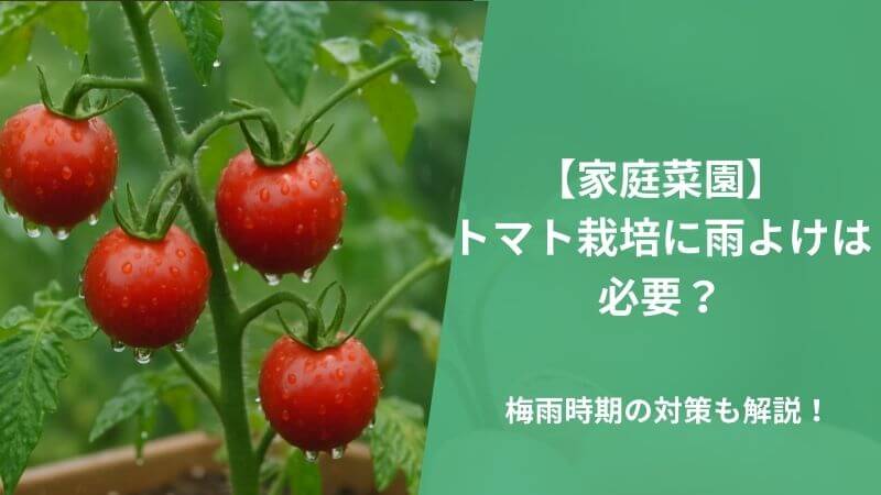 【家庭菜園】トマト栽培に雨よけは必要?梅雨時期の対策も解説!