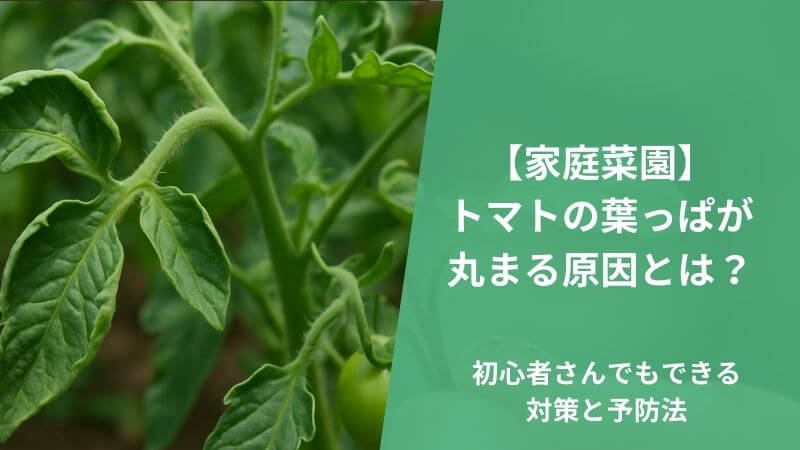 【家庭菜園】トマトの葉っぱが丸まる原因とは?初心者さんでもできる対策と予防法