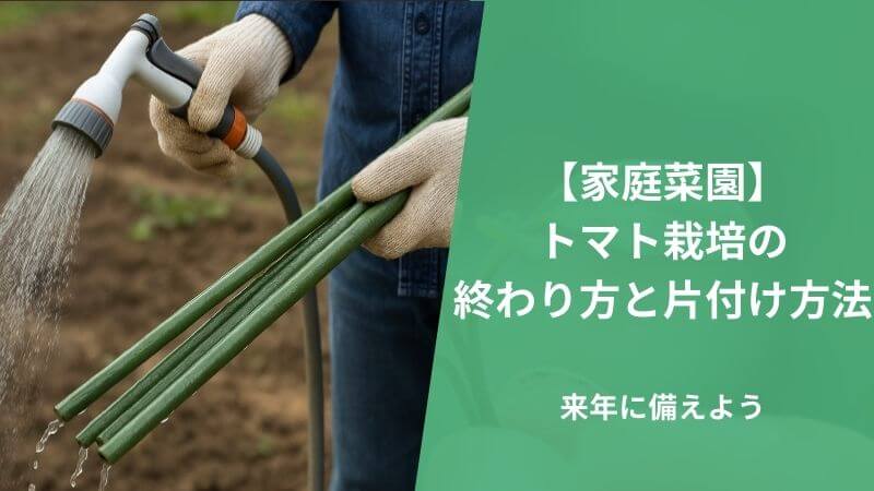 【家庭菜園】トマト栽培の終わり方と片付け方法