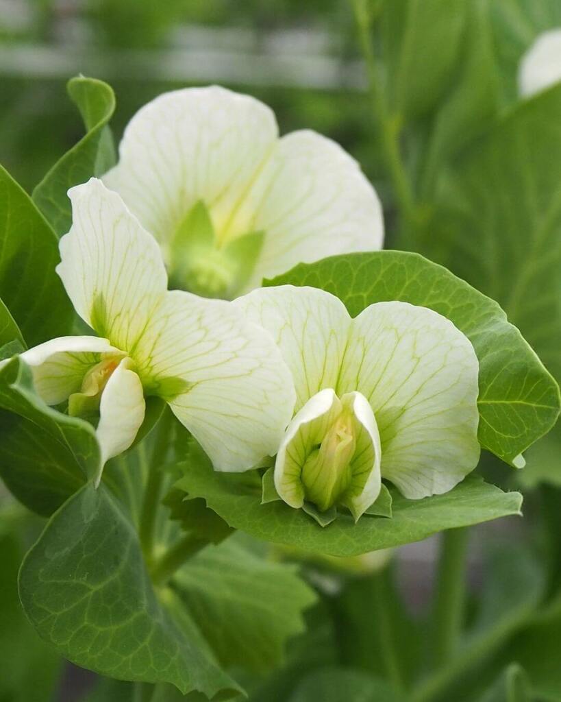 スジナシスナップの白花