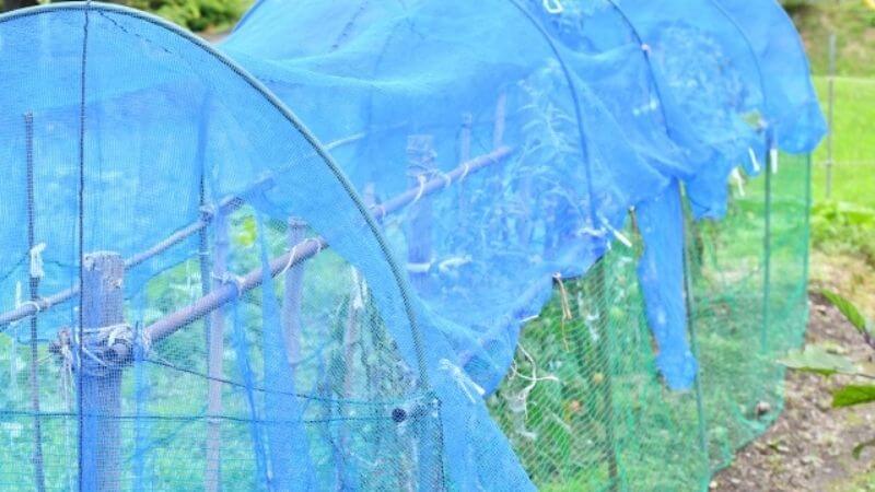 家庭菜園トマトにネットを設置