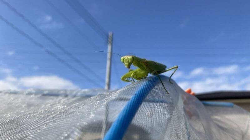 防虫ネットにカマキリ