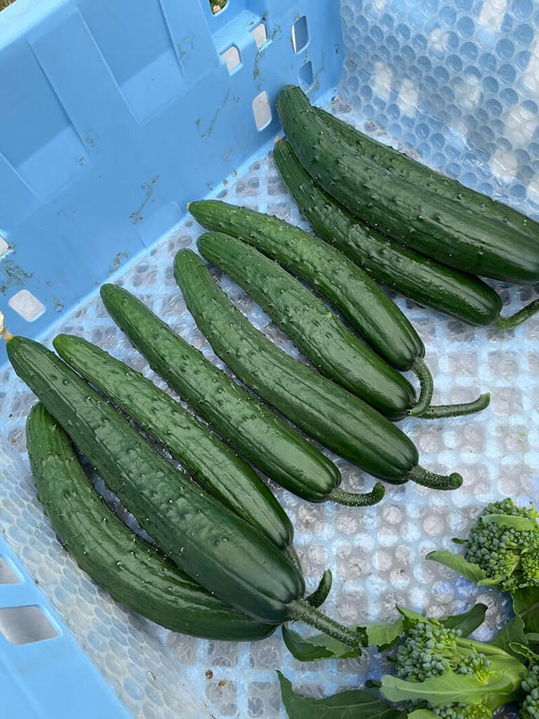 きゅうり