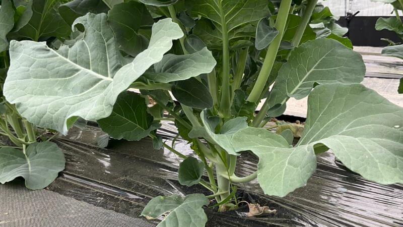 茎ブロッコリー