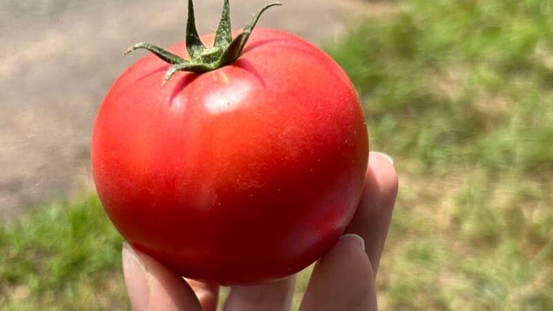 大玉トマトも収穫開始！