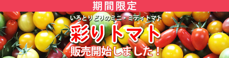 2025年彩りトマト販売開始