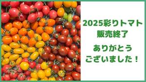 2025年の彩りトマト販売終了いたしました！