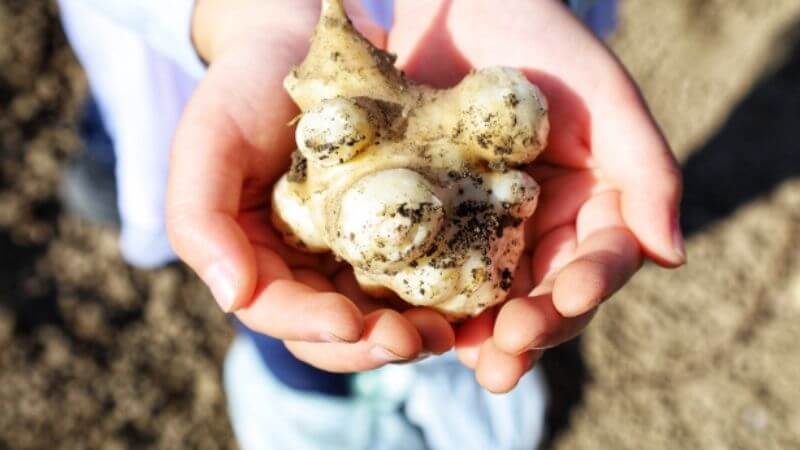 採れたての菊芋