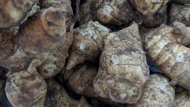 土のついた菊芋