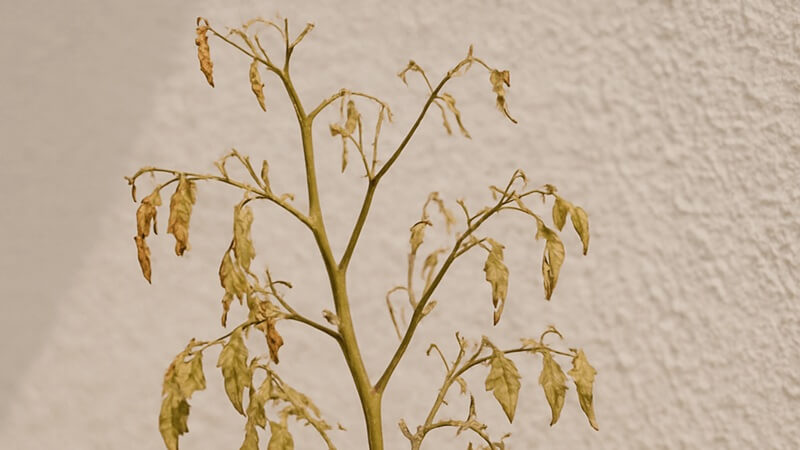 トマトが枯れる