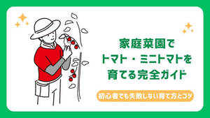 家庭菜園でトマト・ミニトマトを育てる完全ガイド｜初心者でも失敗しない育て方とコツ